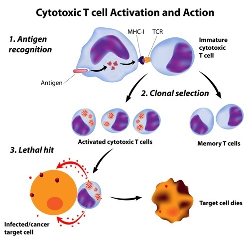 cytotoxic T cells.jpg